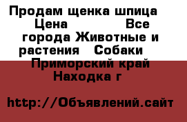 Продам щенка шпица.  › Цена ­ 15 000 - Все города Животные и растения » Собаки   . Приморский край,Находка г.